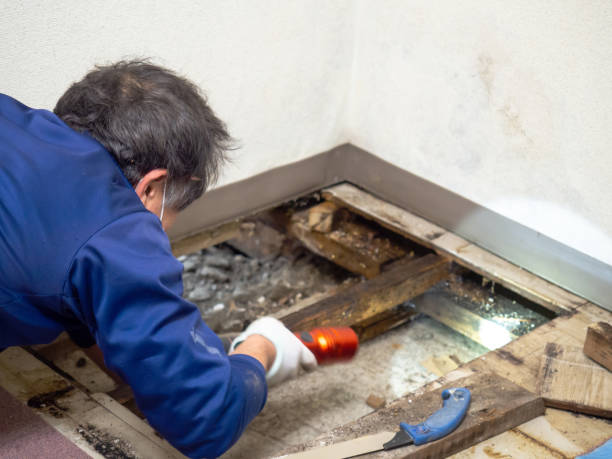 Best Office Mold Removal Services  in Masonville, KY
