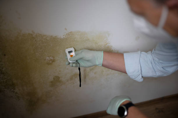 Best Black Mold Removal  in Masonville, KY