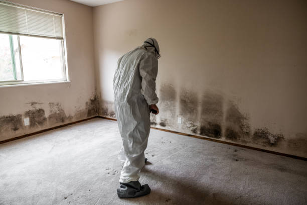 Office Mold Removal Services in Masonville, KY