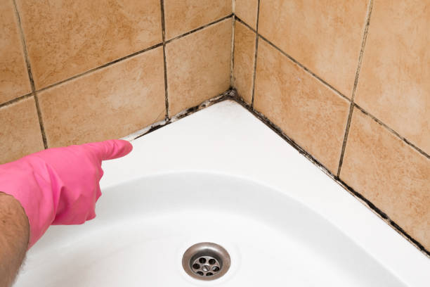 Best Commercial Mold Removal  in Masonville, KY